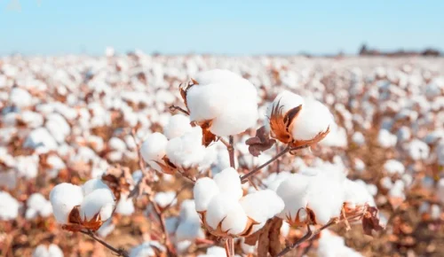 cotton-fields-ready-harvesting-600nw-738008380 cotton-fields-ready-harvesting-600nw-738008380
